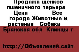 Продажа щенков пшеничного терьера › Цена ­ 30 000 - Все города Животные и растения » Собаки   . Брянская обл.,Клинцы г.